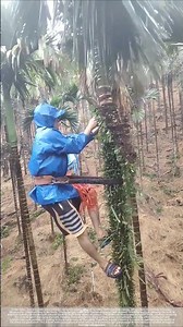 This is how to "prune" areca nut trees!
