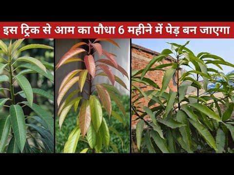 इस ट्रिक से आम का पौधा 6 महीने में पेड़ बन जाएगा | Mango tree fast growing