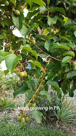 growing cold hardy kiwis #perennials #viningplants #climbingplants #kiwiplant #backyardfruit #fruittrees #backyardorchard #pagardening