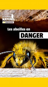 441 reactions · 109 shares |  On parle beaucoup de la disparition des abeilles… mais sait-on vraiment de quelles abeilles il s'agit ? Dans cette Minute Nature, Julien Perrot démêle le vrai du faux et nous invite à changer de regard sur ces insectes fascinants…  Et si la solution ne passait pas par l’installation de ruches, mais par un jardin un peu plus sauvage ?  Rendez-vous sur minutenature.net pour visionner la vidéo dans son intégralité. | La Salamandre | Facebook