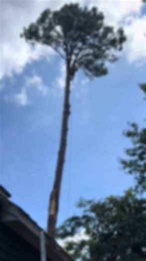 Virginia homeowners and businesses: Need a tree removed or cleaned up fast? Abraham Tree Service & Landscaping offers professional tree removal, trimming, storm cleanup, and 24/7 emergency services across Virginia. Fully insured, fast response, and free estimates. Call or text now: (540) 229-8669 We’re ready to help anytime, day or night. | Abraham Tree Service & Landscaping