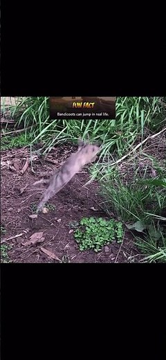 Bandicoots can jump in real life. (Crash Bandicoot)