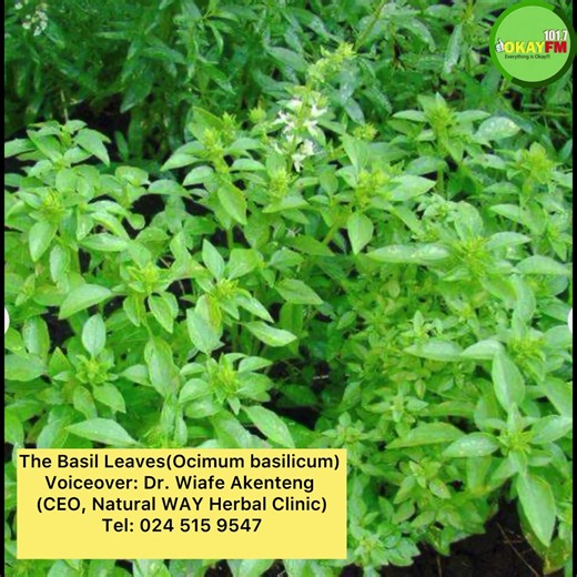 #MOHOY3 : Harness the Power of Herbs for Natural Healing 🌿 | #OkayFM Your number one #PublicHealthMatters show goes #LIVE today, Saturday, 2pm–4pm on Okay FM. 🎙️ Host: @Abigail Ashley Tune in, learn, and stay healthy. @NATURAL WAY HERBAL CLINIC