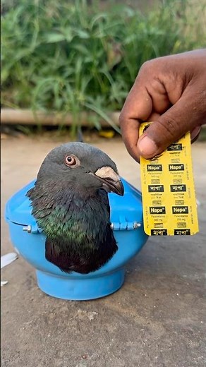 Safe Treatment for a Sick Pigeon 💊🕊️ | Educational Bird Care Video #pigeon #petcare