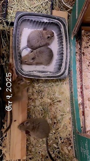 Cute Baby Degus 🐾✨🐾 1 month old #cute #babydegu #degu #petvlog #degufamily #degulife #deguvlog