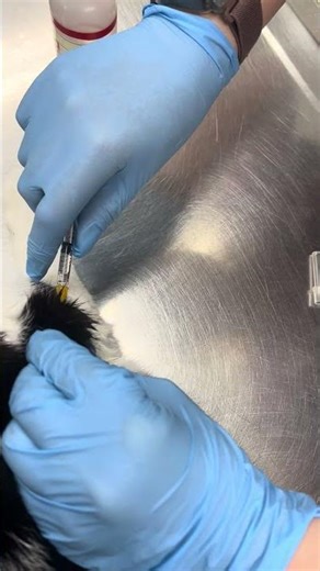 SQ injection on a cat EmilySaegerstudentid 241216E9Q8