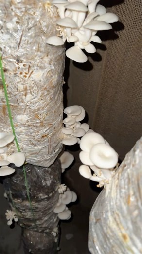 تولید سمارق اعلی تکمه یی هیواد سمارق #afghanistan #سمارق #کابل #پشتون_تاجیک_هزاره_ازبک_زنده_باد