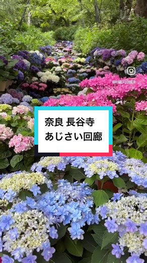 奈良 長谷寺 紫陽花回廊スタートしています。 鉢植えの紫陽花は満開です。 自然の紫陽花は、まだまだこれからかな。 #奈良 #長谷寺紫陽花 #長谷寺 #紫陽花回廊 #あじさい回廊