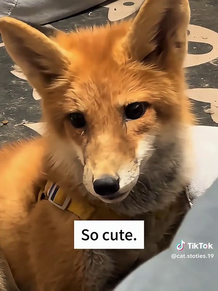 A heartwarming ending…#rescue #fox #cute #love #tiktok