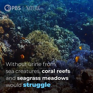 38K views · 928 reactions | The sea is the world’s biggest toilet......