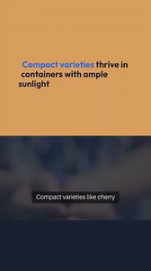 Indoor Gardening Vegetables