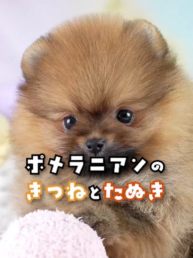 ポメラニアンの顔立ちの違い