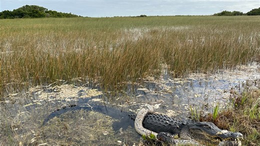 Alligator wolfs down python in Florida park