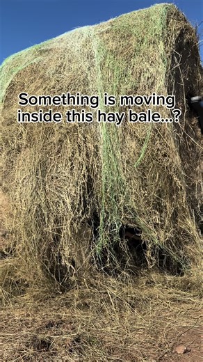 I opened the hay bale and found THIS… 😂 | bale