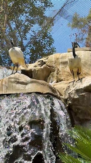 6.6K views · 418 reactions | Have you been inside our Lower Aviary?...