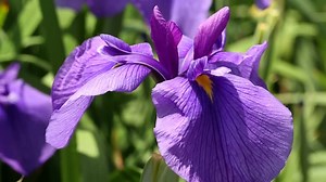 「菖蒲」の写真素材 | 46,045件の無料イラスト画像