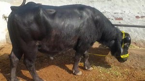 7.9K views · 205 reactions | انمول مشترکہ فارمز سے | Anmol Cattle Farming | Facebook