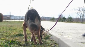 German shepherd walking on the leash dog outdoors on a sunny day, slow motion, view from behind