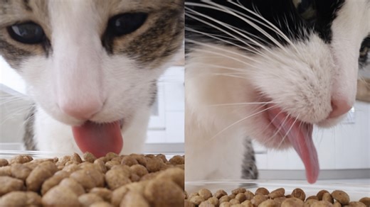 Crunchy kibble operated by cat