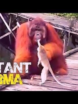 Chimpanzee Attack Than Kill & Eat Monkey 😢