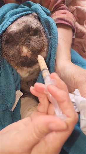 Mumma is a bit brighter today! I woke at sunrise with her beautiful face sitting up looking at me. As soon as I spoke to her, she laid her head back down and closed her eyes. A small gesture but triumphant all the same. It's normal for new wombats to only swallow their soup when they first come in. They are always exhausted but after a day or two, the chewing and enthusiasm for food begins. It's day 8 and Mumma is still only swallowing but I get the occasional chew which makes me smile. I love t