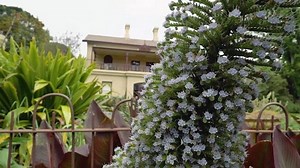 Plant Profile | Tree Echium - Gardening Australia