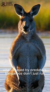 Kangaroos have a well-documented defensive strategy when threatened by predators such as dingoes or dogs. They first try to flee, but if chased, may retreat into water like rivers or dams. Standing chest-deep, their height and balance give them an advantage while predators must swim. In this position, a kangaroo can use its strong forearms to restrain the animal and force its head underwater. This behavior is defensive, not aggressive, and occurs only when the kangaroo is pursued or cornered. Fo