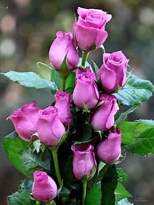 74K views · 10K reactions | Rose Bouquets | Roses | Facebook