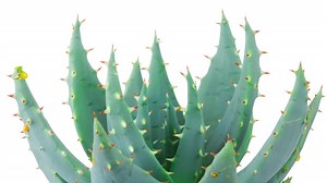 A Deeper Look At Aloe Ferox vs Aloe Vera - Gardening Dream