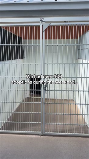 These pets are staying positive they’ll find their forever after too💖 While an incredible number of pets found their forever homes over the weekend, the Arizona Humane Society is still caring for more than 1,100 sick, injured and abused pets in-shelter and in Foster Hero homes. Please consider fostering or adopting 🧡 #opalite #taylorswift #adopt | Arizona Humane Society