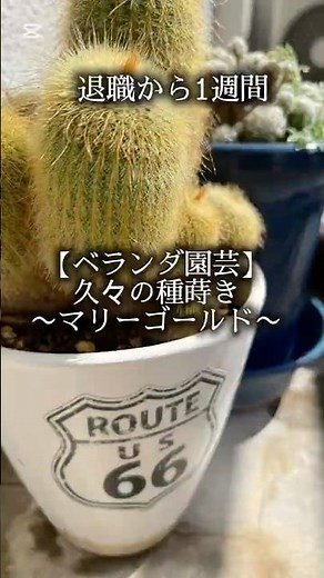【ベランダ園芸】DAISO種から育てたマリーゴールドの種を蒔く#ベランダ菜園 #園芸初心者 #DAISO種#日常生活