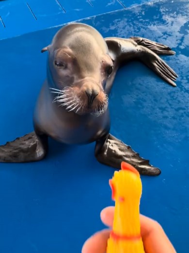 Seal and Sea Lion Mukbang: Funny Clips of Walrus, Leopard Seal, Dancing