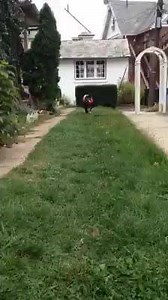 2.9K views · 142 reactions | "I'm a model, you know what I mean and I do my little turn on the cat walk"... Just modeling the new fall fashions for you! If she continues to run like this, she may be running the 5k without a buggy! | Sweet Eva and Friends | Facebook