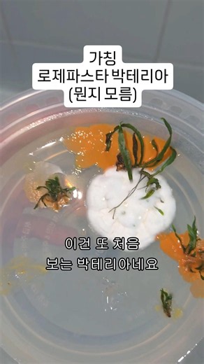 수초 조직배양중에 생긴 박테리아