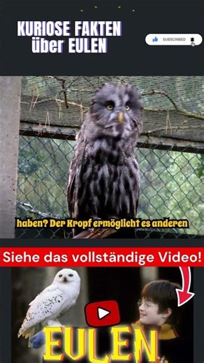 Kuriose Fakten über Eulen Teil 15 #eule #vögel #tier #tiere