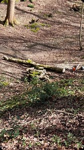 206K views · 460 reactions | Winching up some windblown, Hornbeam trees. The skidding cone helps to get it up the hill and avoid obstacles. #winch #forestry #forest #woodworking #treework #trees #tree #lumberjack #timber #rigging #knots #outdoors #rural #woodland #woods #firewood #logs #work #worksmarternotharder #ropetraining #treesurgeon #diy #construction | Perry trees | Facebook