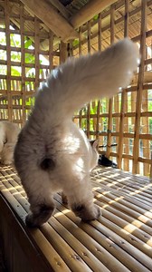 Flex niya lang daw malaki niyang pw3t at tustadong betl0g! 🤣 | Chloe