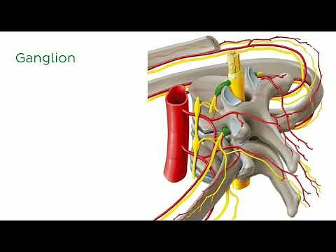 Ganglion Cell: Structure and Function
