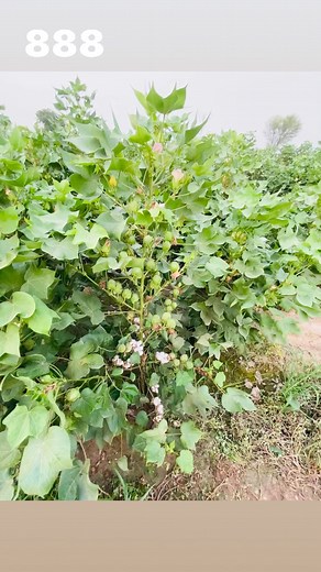 26K views · 1K reactions | 888 #cotton #farming | Hum Kissan Hamara Pakistan2 | Facebook