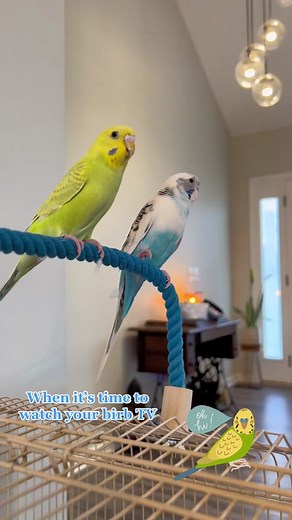 Enchanting Parakeet Sings Happily: Bird TV Time
