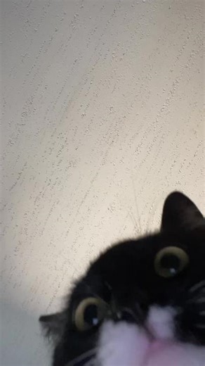 Penelope Cat: The Grumpy Feline