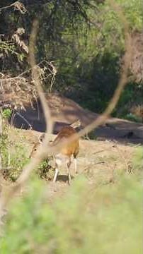 Bushbuck: the African roe deer among shadows.