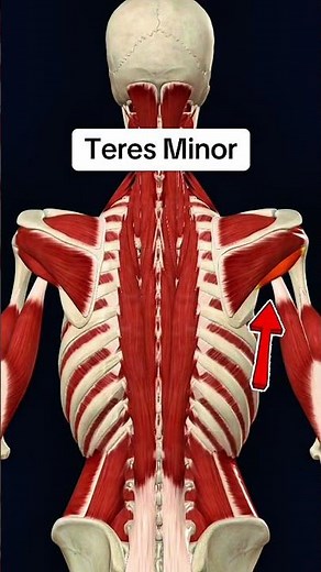 Teres minor #muscle #anatomy