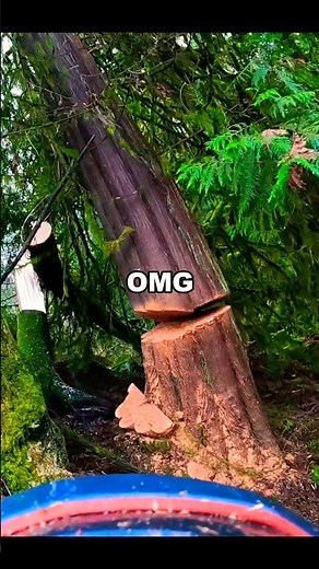 Tree Falls Wrong Direction! #fail #treefelling
