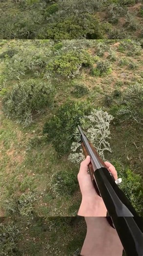 Wild take down From a HELICOPTER! #helicopterhunting #hunting