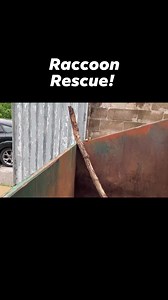 How to rescue a raccoon from a dumpster: 1. Completely open the lid 2. Securely wedge branch or ladder in bin 3. Give raccoon room to escape on its own #raccoon #trashpanda #animalrescue | Wildlife Rescue Center