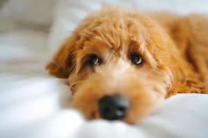 Goldendoodle Growth Chart (Weight Chart & Size Chart)