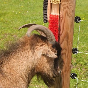 113K views · 183 reactions | Improve Your Goat's Life With These Crafts! | Awesome | Facebook