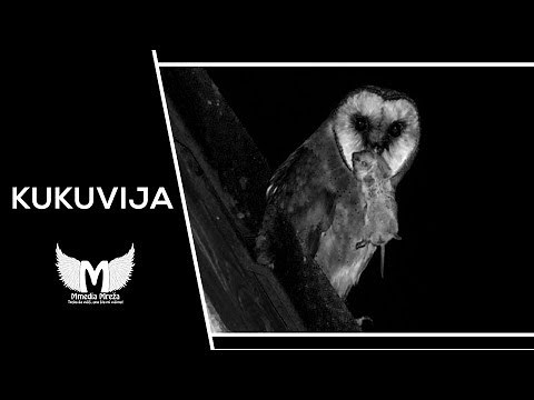 Kukuvija (Ptica zloslutnica) - Ako naletite na nju, nemojte joj se rugati! | Urbana Legenda