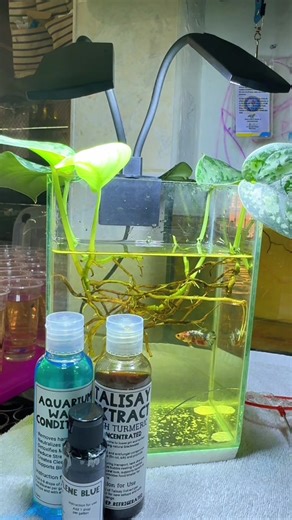 Complete Betta Fish Care Routine for Beginners